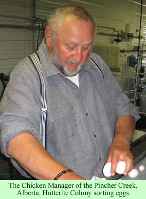 Hutterite Chicken Manager