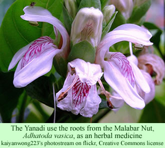 Malabar nut