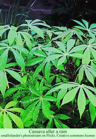 Cassava