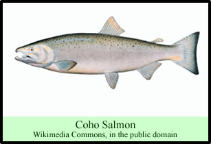 coho salmon