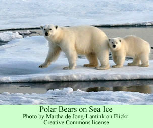 polar bears